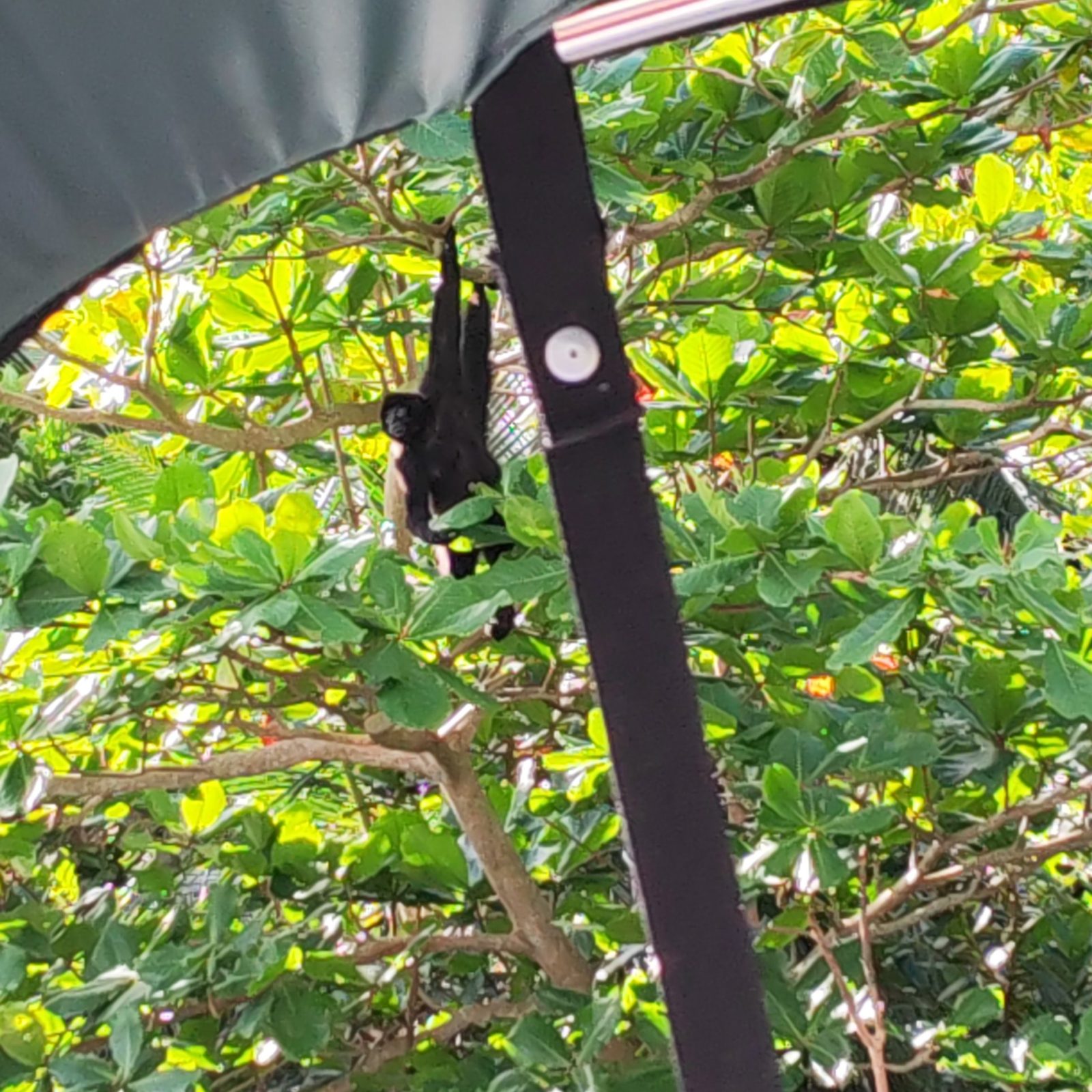 A monkey in the trees during the beach day