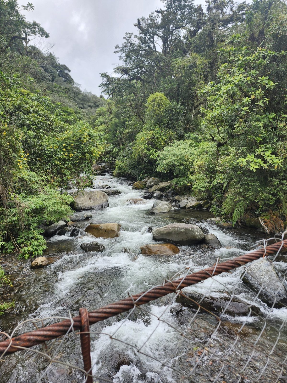 River through the cloud forest